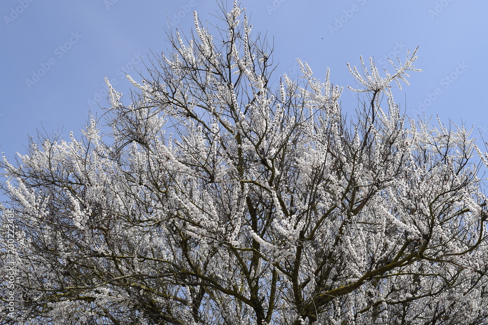Spring flowering trees. Pollination of flowers of apricot. Blooming wild apricot in the garden Spring flowering trees. Pollination of flowers of apricot. Blooming wild apricot in the garden