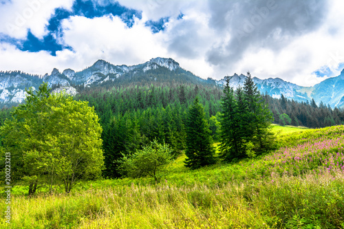 Spring meadow in mountains, landscape with flowers in the valley, mountain range covered evergreen pine forest