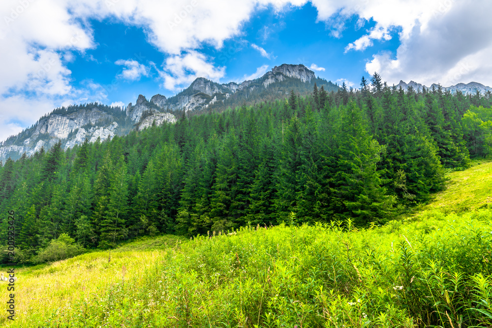 Mountain landscape in spring with meadow pine forest and fresh green grass