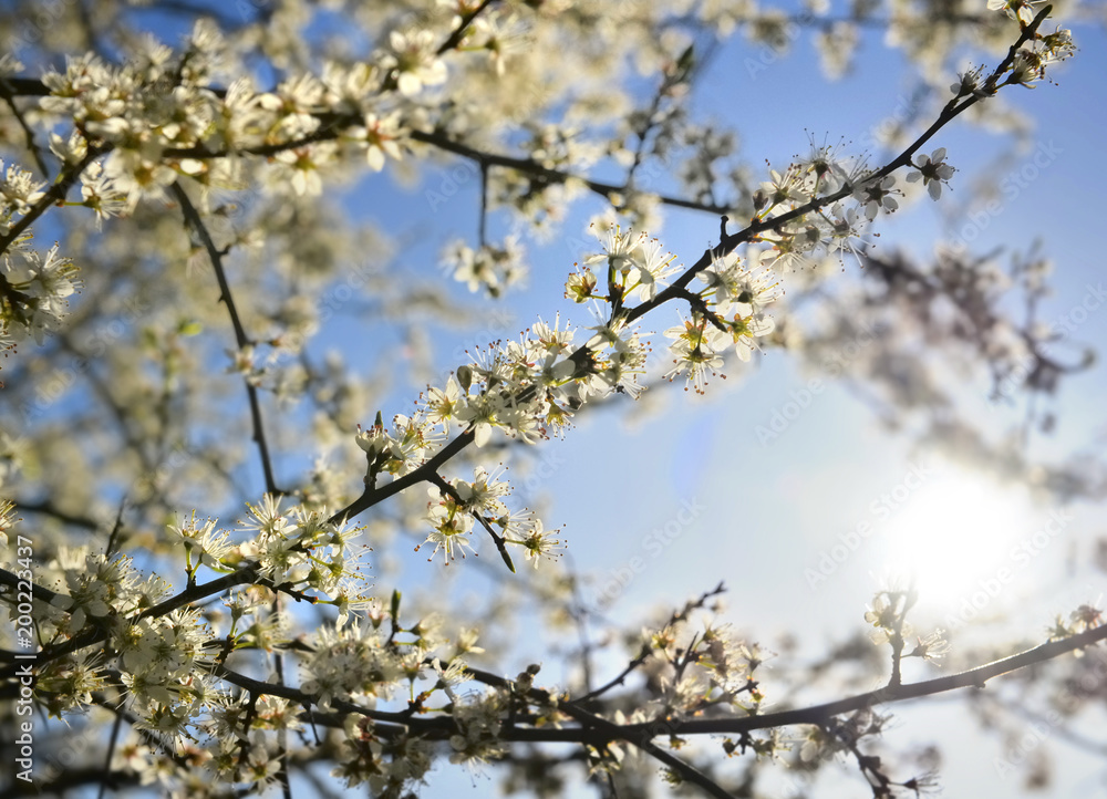beautiful tree blooming with white flowers on sunny bue sky 