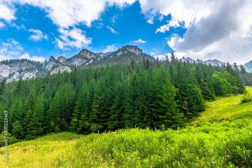 Landscape of mountain valley with pine forest in spring