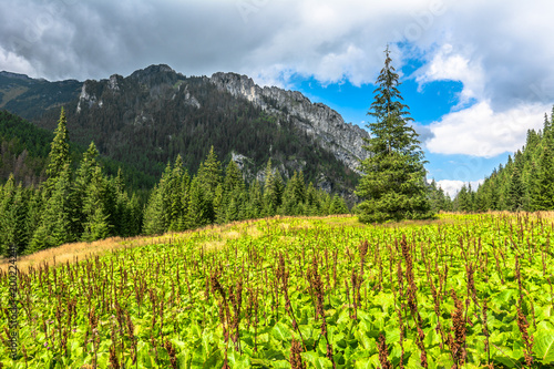 Landscape of mountain valley in spring, pine forest and fresh green grass