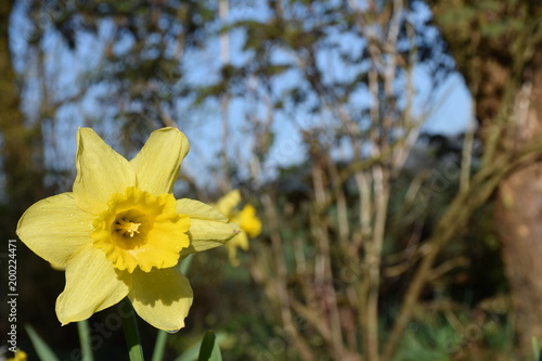 Fototapeta Naklejka Na Ścianę i Meble -  gelbe Narzissenblüte