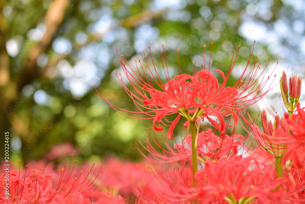 blooming lycoris radiata blooming lycoris radiata