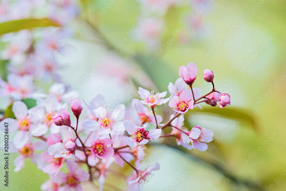 Fototapeta premium Pink flowers on the bush. Shallow depth of field.