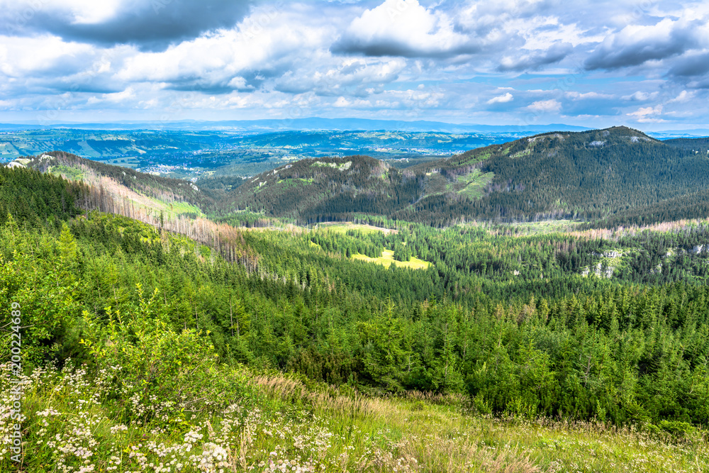 Obraz premium Green mountains landscape with pine forest in spring..