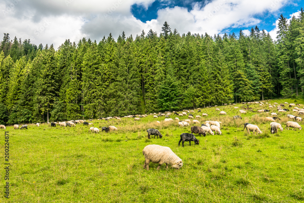 Fototapeta premium Flock of sheep on meadow, spring landscape with fresh green grass