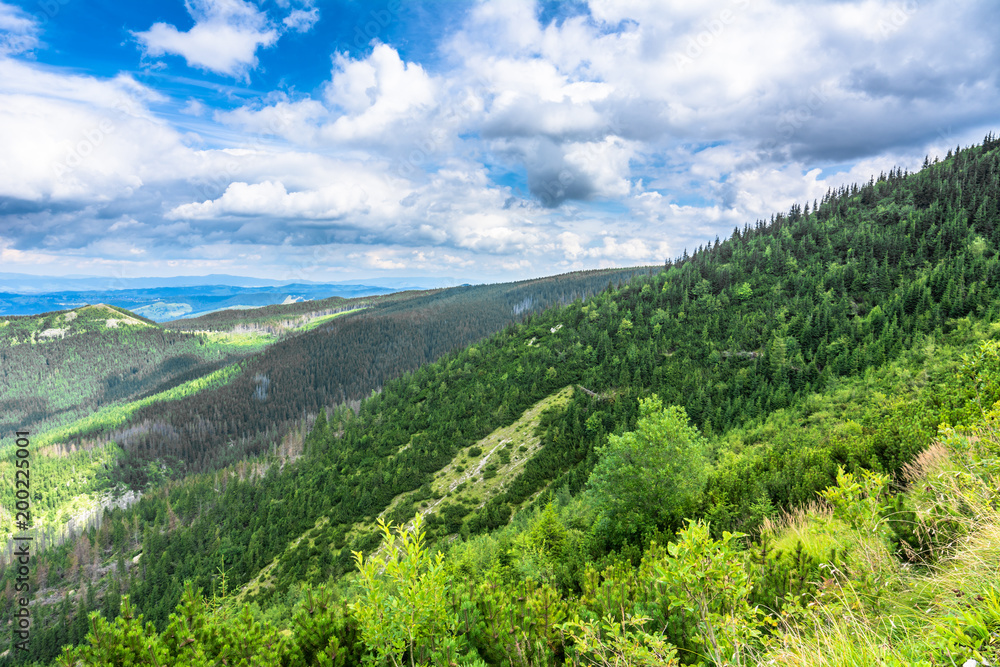 Obraz premium Pine forest on green hills in Tatra Mountains, landscape, Poland