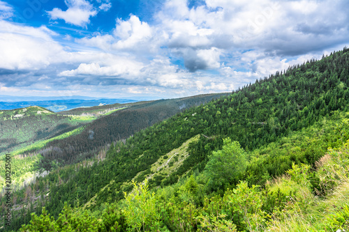 Pine forest on green hills in Tatra Mountains  landscape  Poland