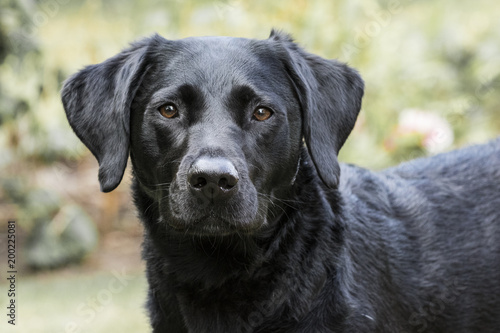 Black Labrador Portrait