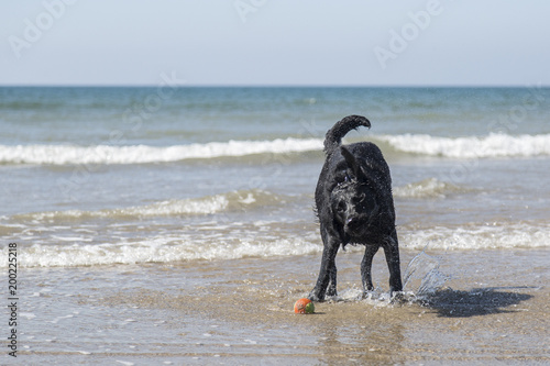 Labrador shaking in the surf on a beach.