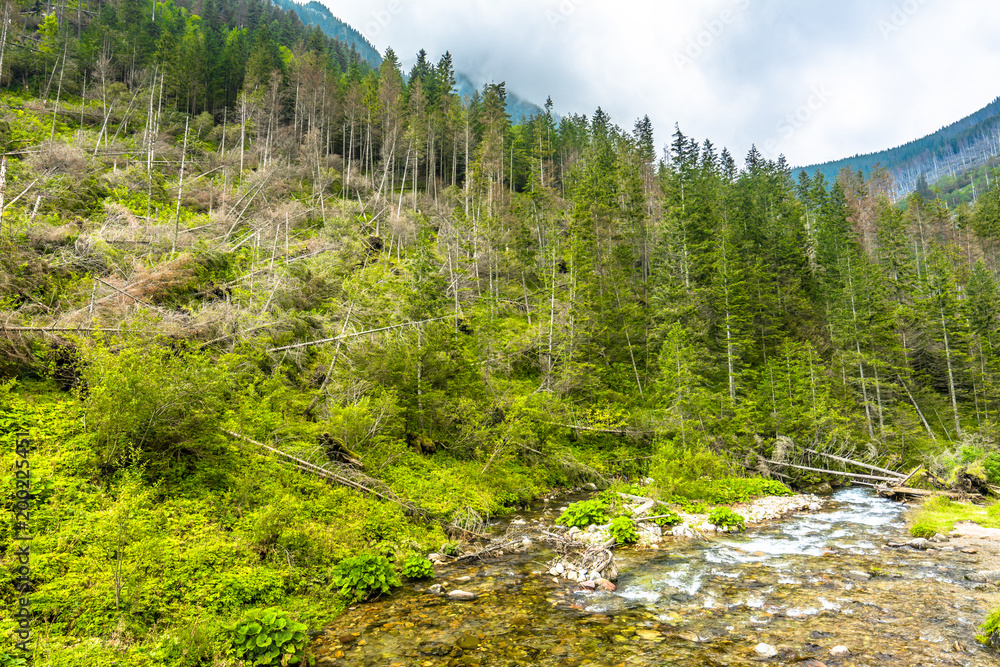 Obraz premium Mountain stream and pine forest, spring landscape