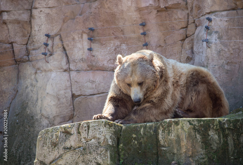 Brown bear in captivity in a zoo