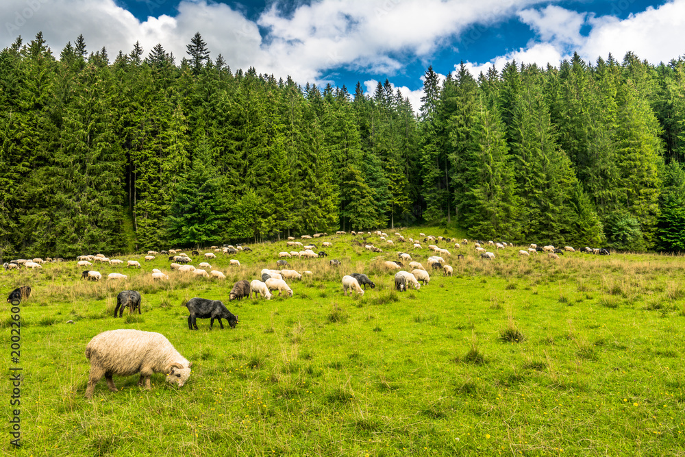 Fototapeta premium Flock of sheep on meadow in spring, landscape with fresh grass and green forest