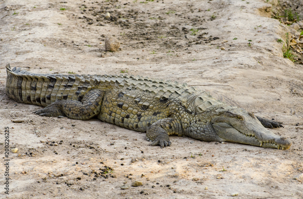Orinoco crocodile (Crocodylus intermedius) Orinoco crocodile (Crocodylus intermedius)