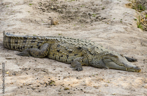 Orinoco crocodile  Crocodylus intermedius 