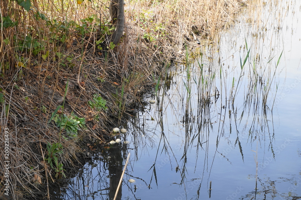 Acequia y reflejos sobre el agua Acequia y reflejos sobre el agua