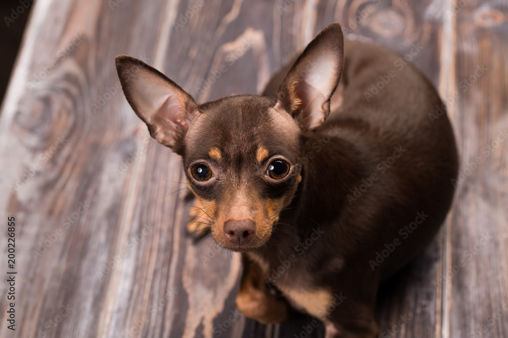 Russian toy terrier dog