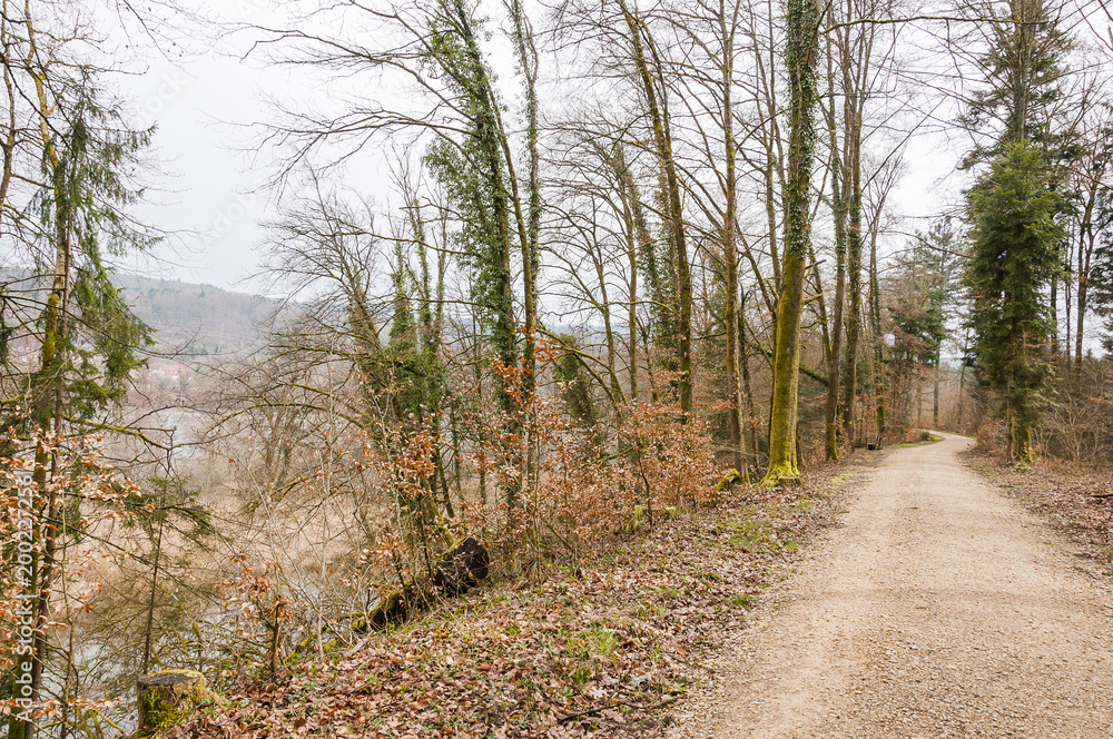 Möhlin, Rhein, Rheinufer, Hochrhein, Uferweg, Auenlandschaft, Fluss, Schilf, Wasserpflanzen, Wanderweg, Wald, Waldweg, Aargau, Fricktal, Frühling, Schweiz Möhlin, Rhein, Rheinufer, Hochrhein, Uferweg, Auenlandschaft, Fluss, Schilf, Wasserpflanzen, Wanderweg, Wald, Waldweg, Aargau, Fricktal, Frühling, Schweiz