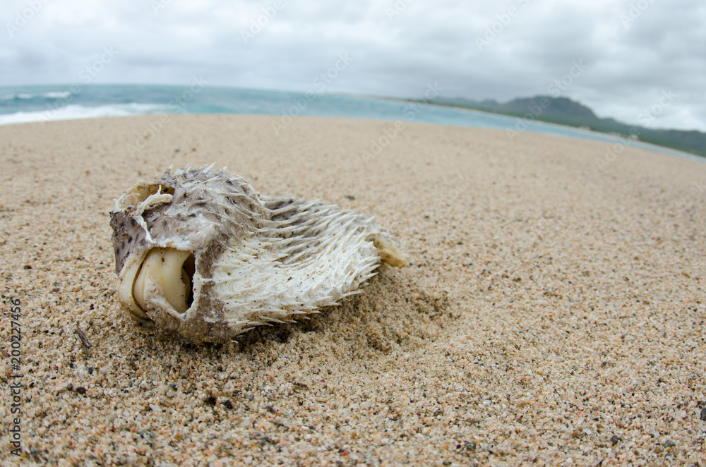 Fototapeta premium Dead fish washed ashore after a hurricane