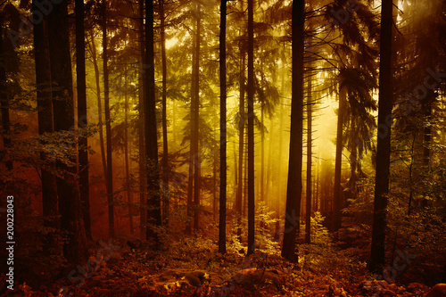 Naklejka Magicznego ranek pomarańczowej czerwieni lasu krajobrazowy barwiony mgłowy drzewo.