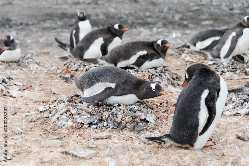 Fototapeta premium Gentoo penguin in nest aggressive open beak