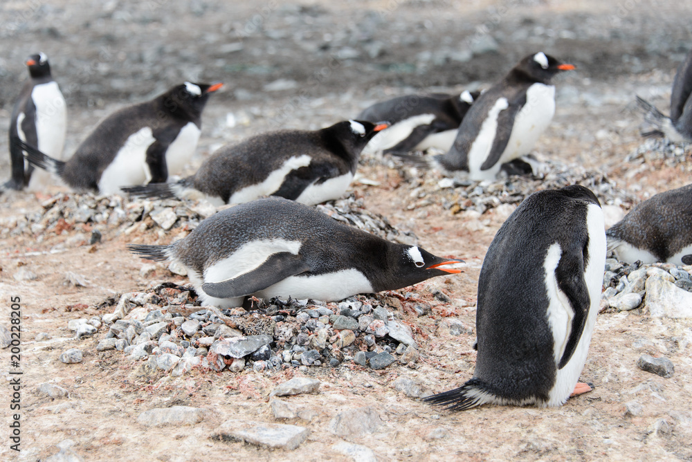 Naklejka premium Gentoo penguin in nest aggressive open beak