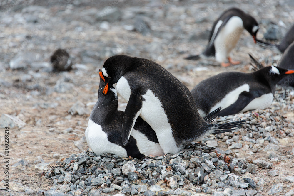 Naklejka premium Two gentoo penguins have sex