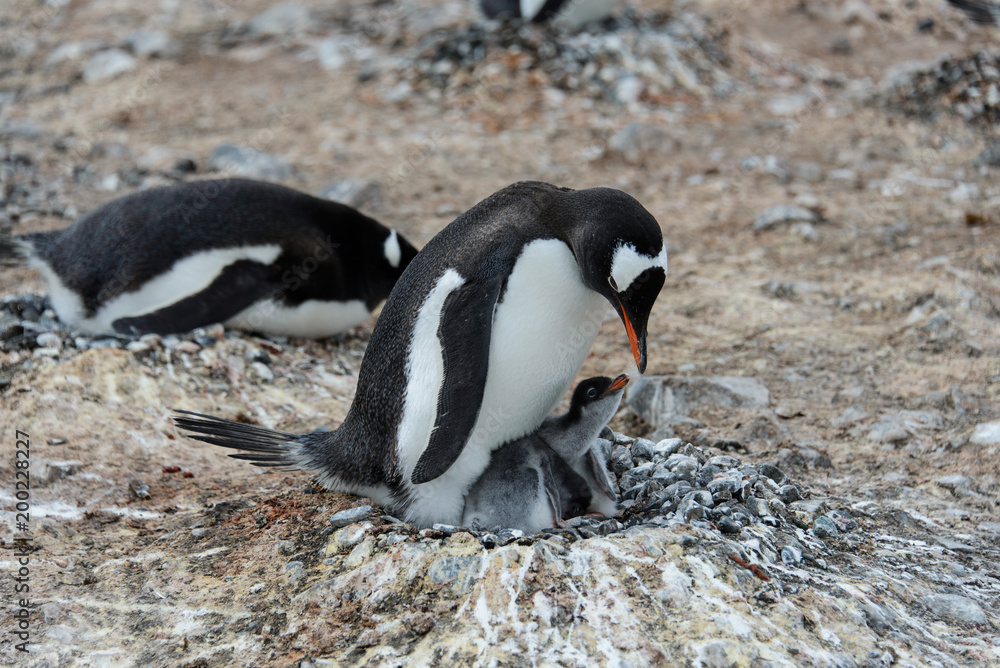 Fototapeta premium Gentoo penguin with chicks in nest