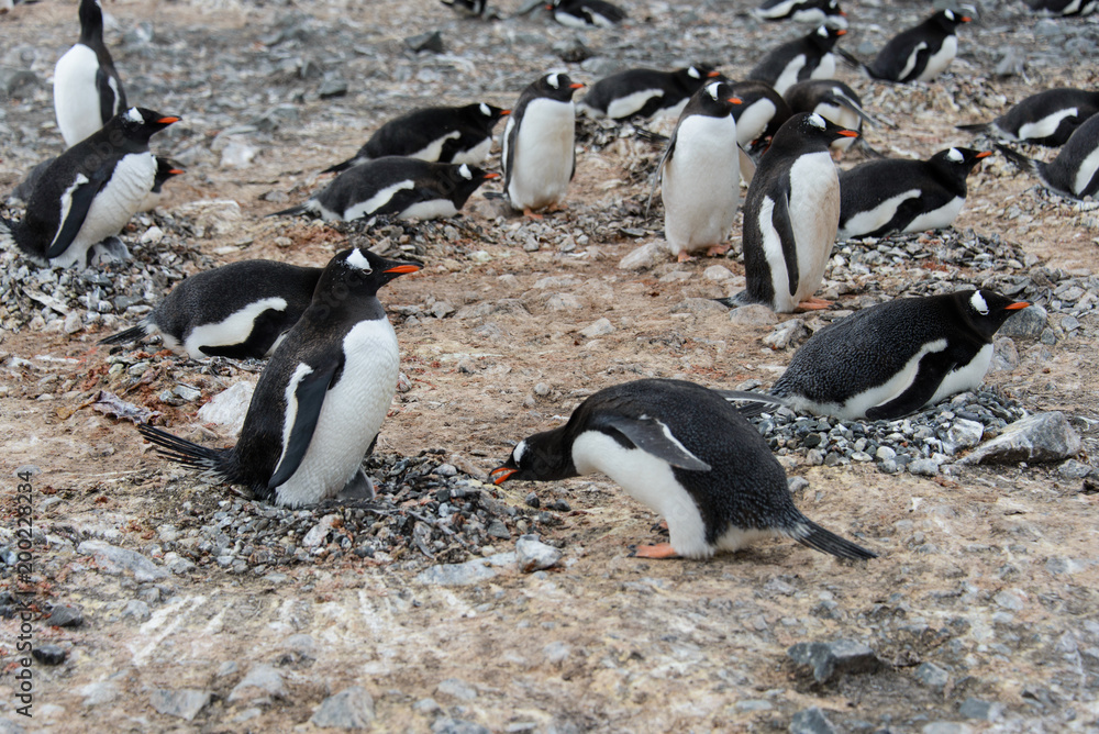 Fototapeta premium Gentoo penguin put stone in nest