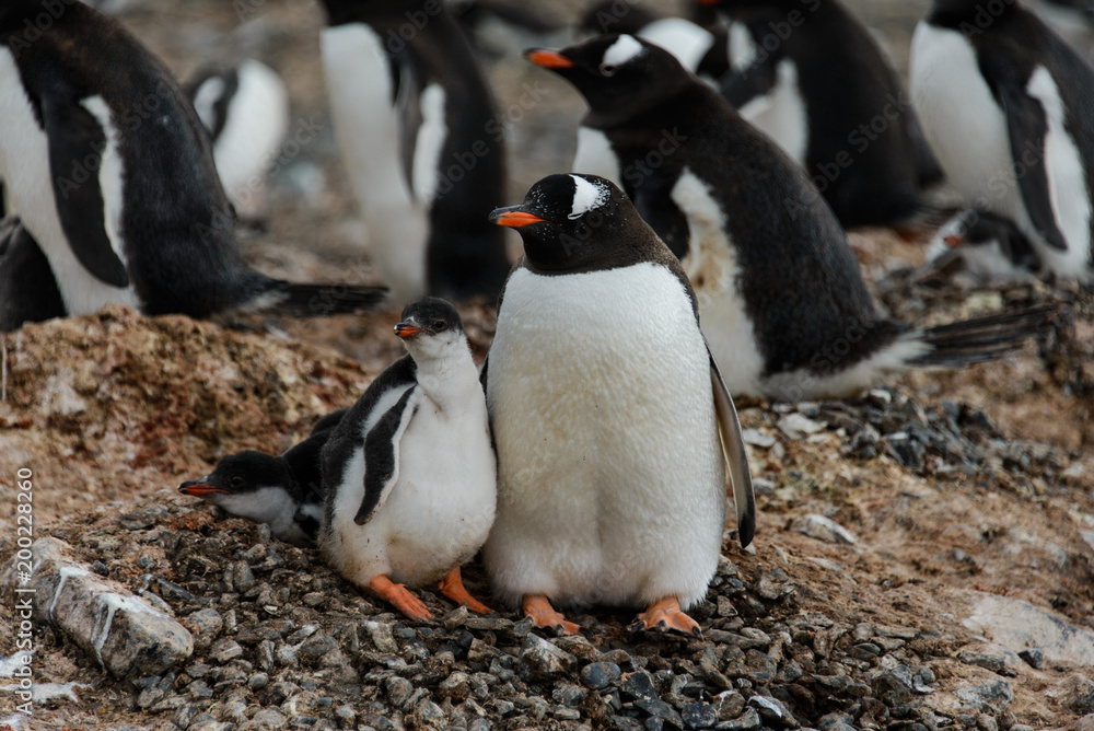 Obraz premium Gentoo penguin with chicks in nest