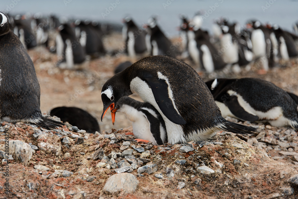 Fototapeta premium Gentoo penguin with chicks in nest