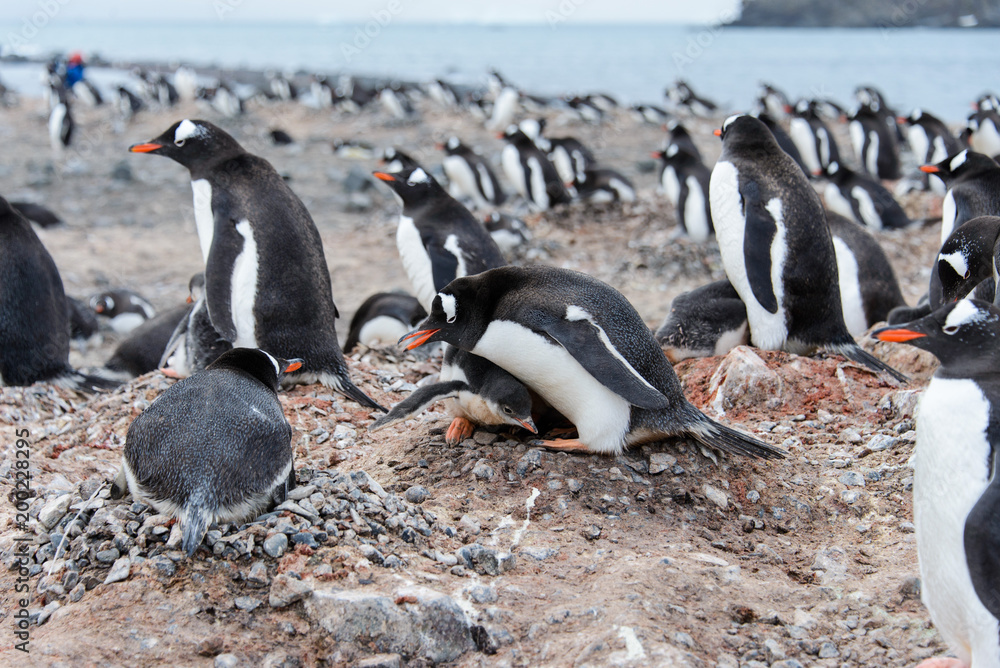 Naklejka premium Gentoo penguin in nest aggressive open beak