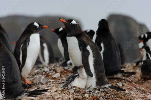 Gentoo penguins with chicks in nest