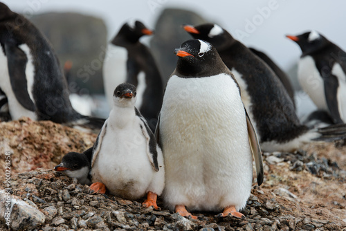 Gentoo penguin with chicks in nest