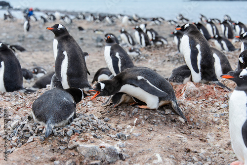 Gentoo penguin in nest aggressive open beak