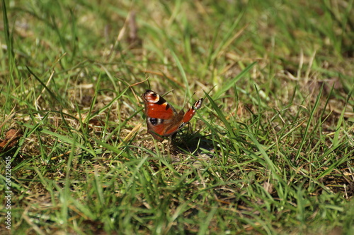 Schmetterling