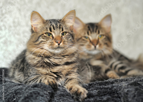 two cats fluffy twins photo