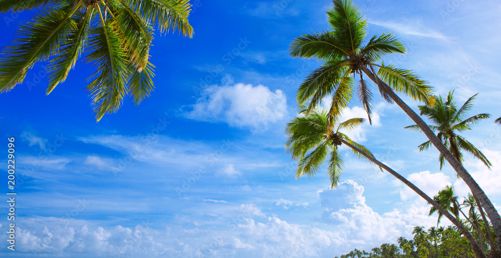 Palm trees on tropical beach. Palm trees on tropical beach.