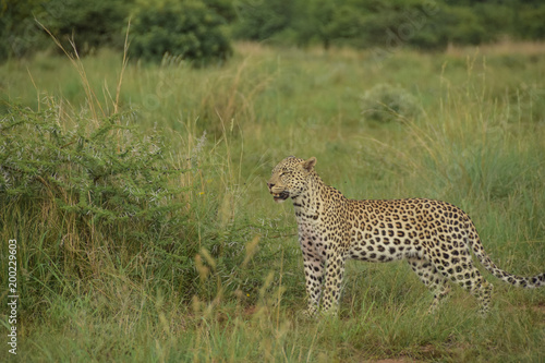 leopard standing - side view