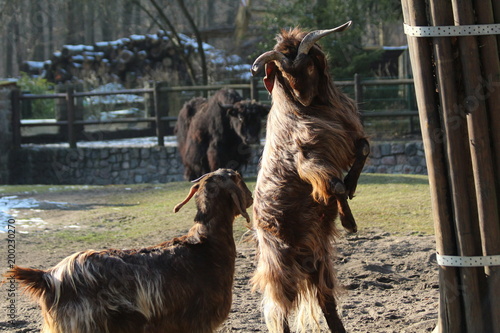 Ziegen