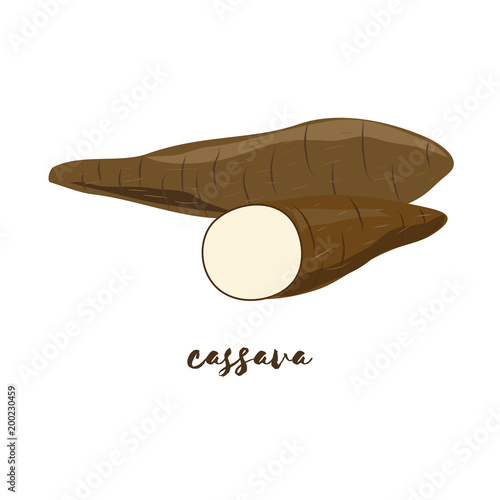 Cassava. Flat design. Vector illustration. 