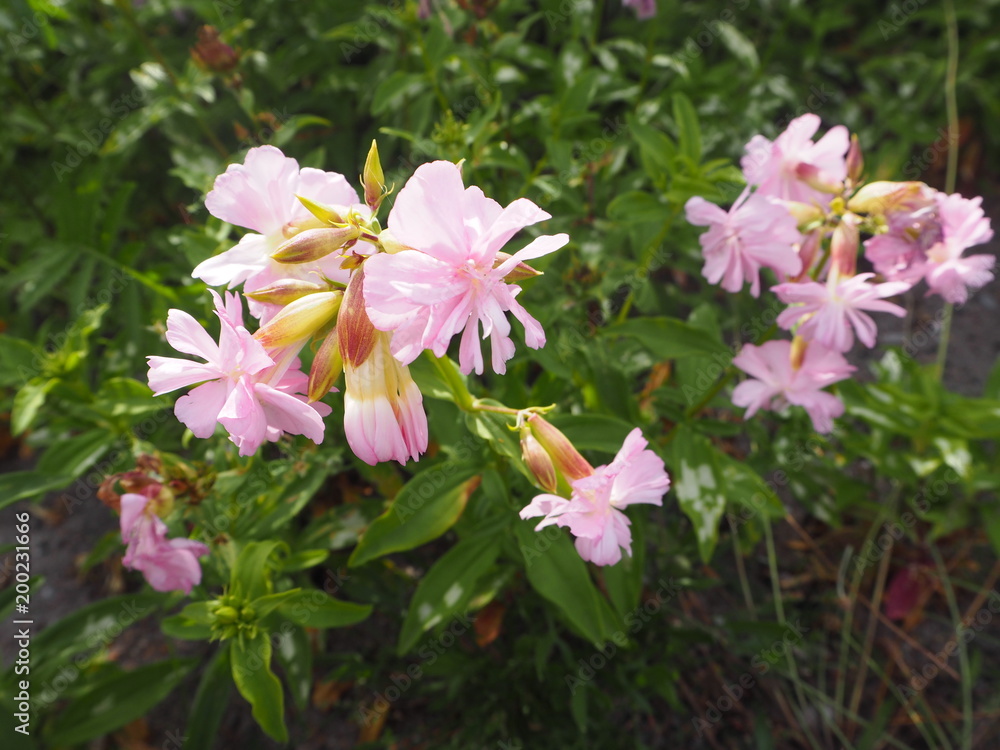 Pink flowers Norway Pink flowers Norway