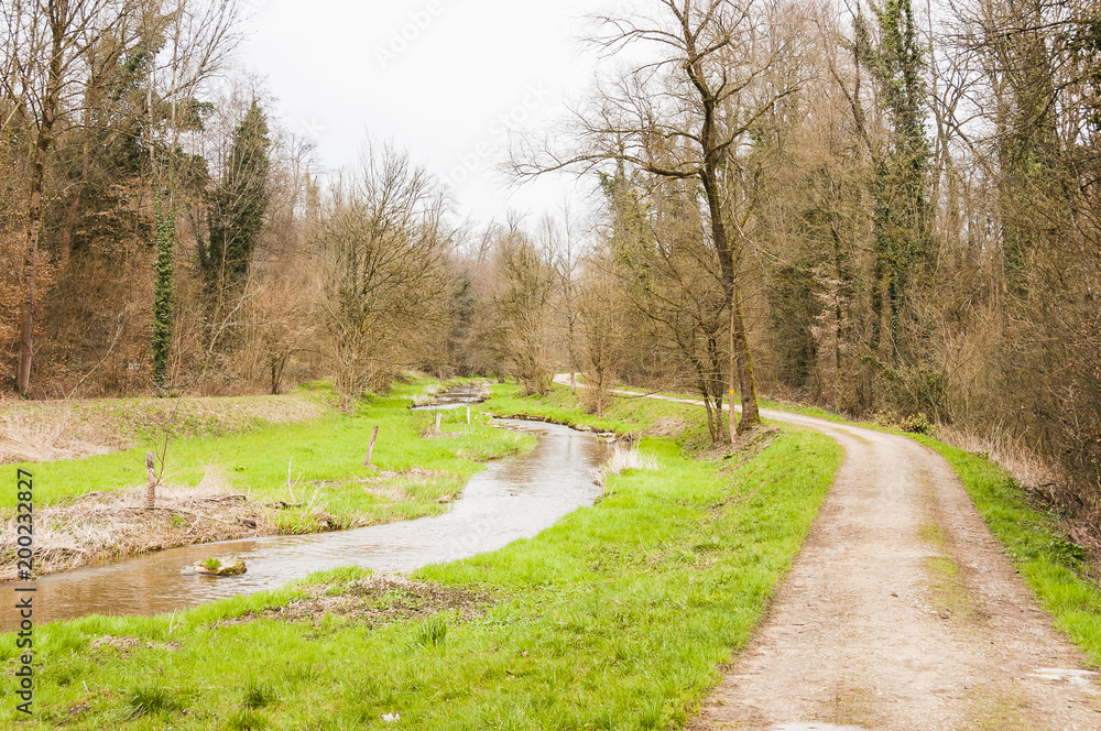Obraz premium Möhlin, Möhlinbach, Bachtele, Naturschutzgebiet, Vogelschutz, Rhein, Rheinufer, Hochrhein, Uferweg, Rheinuferweg, Rheinfelden, Wanderweg, Wald, Waldweg, Aargau, Fricktal, Frühling, Schweiz