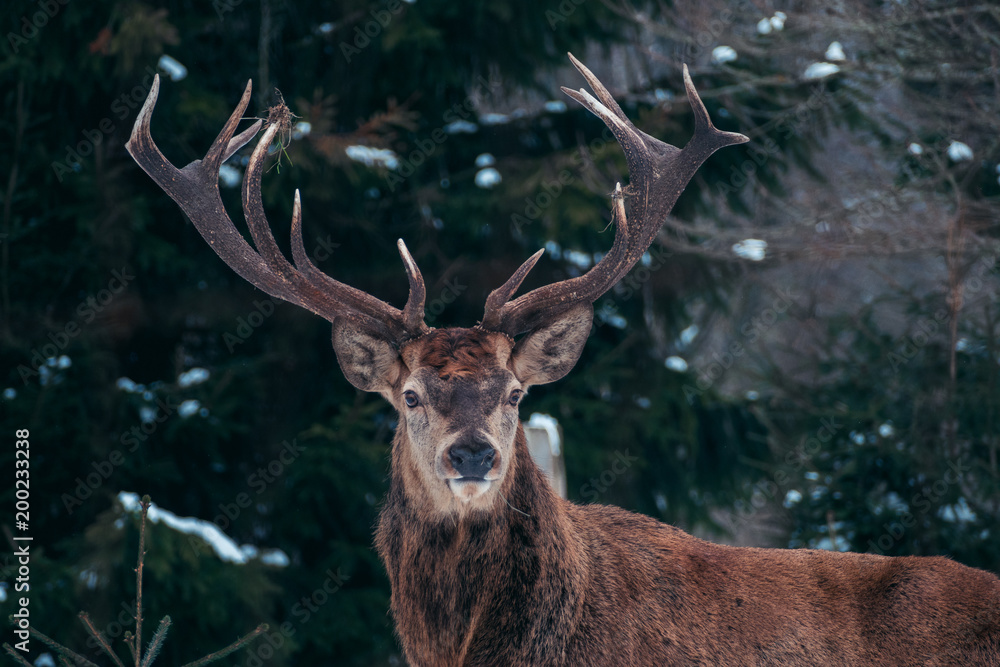 Fototapeta premium Hirsch Portrait im Winter