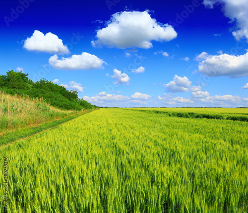 green wheat field and sky