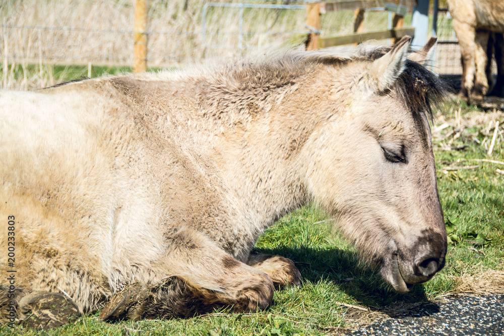 Fototapeta premium Portrait of a pony lying down on grass field on sunny day - 2