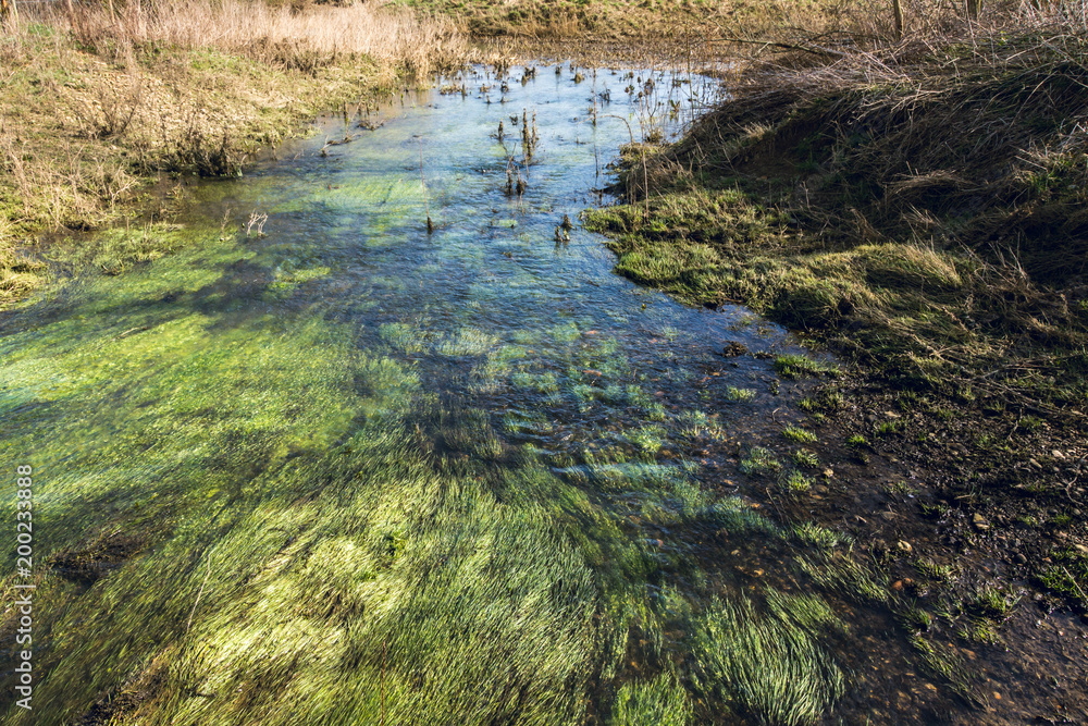 Shallow water flowing on wetland at Floodplains Forest - seen in early Spring - Horizontal