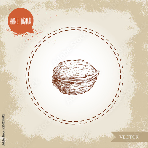 Walnut sketch hand drawn. Eco and super food on vintage background. Vector illustration.