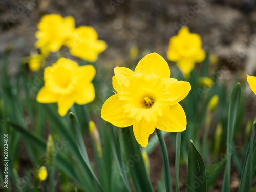 Fototapeta Naklejka Na Ścianę i Meble -  Osterglocken